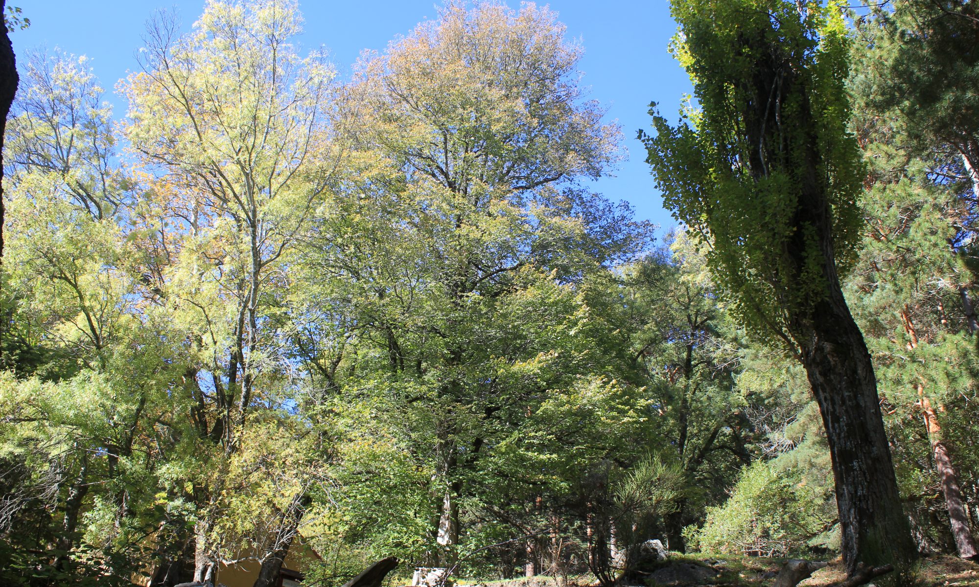 Olmo de los Llanillos