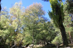 Olmo de los Llanillos