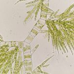 Draparnaldia. Foto realizada por Carlos Martínez Sanz.